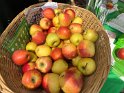 Wir danken Fruchtimport Weiss für das gespendete Obst!